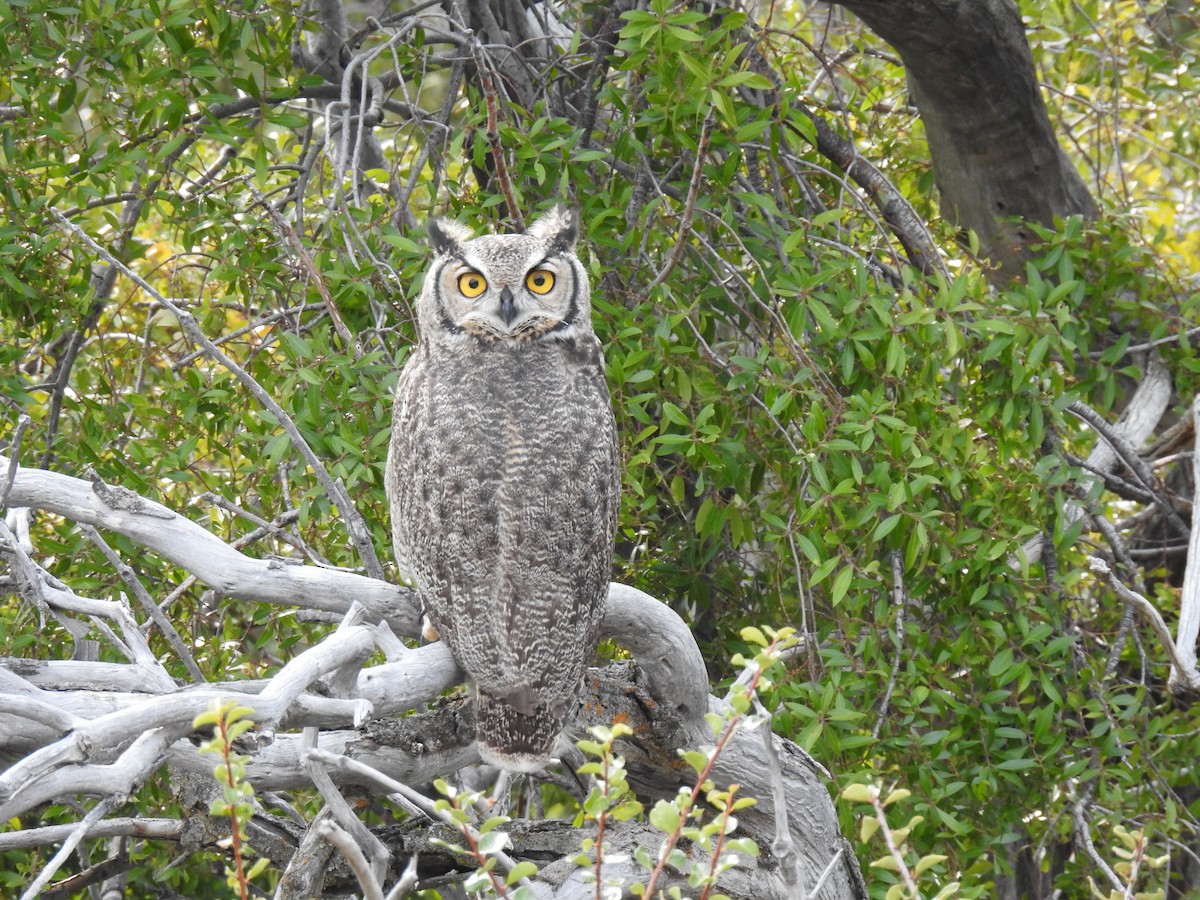 Lesser Horned Owl - ML620731842