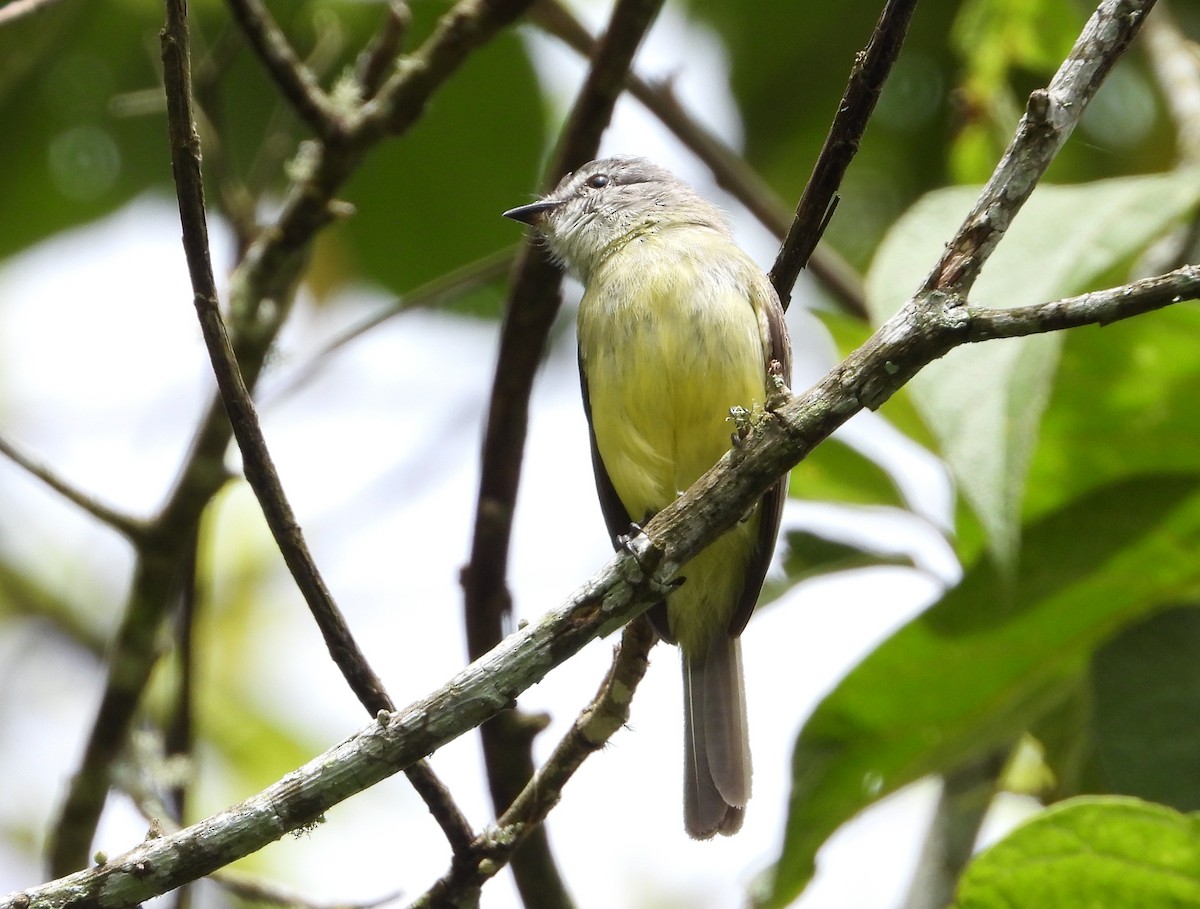 Sooty-headed Tyrannulet - ML620731843