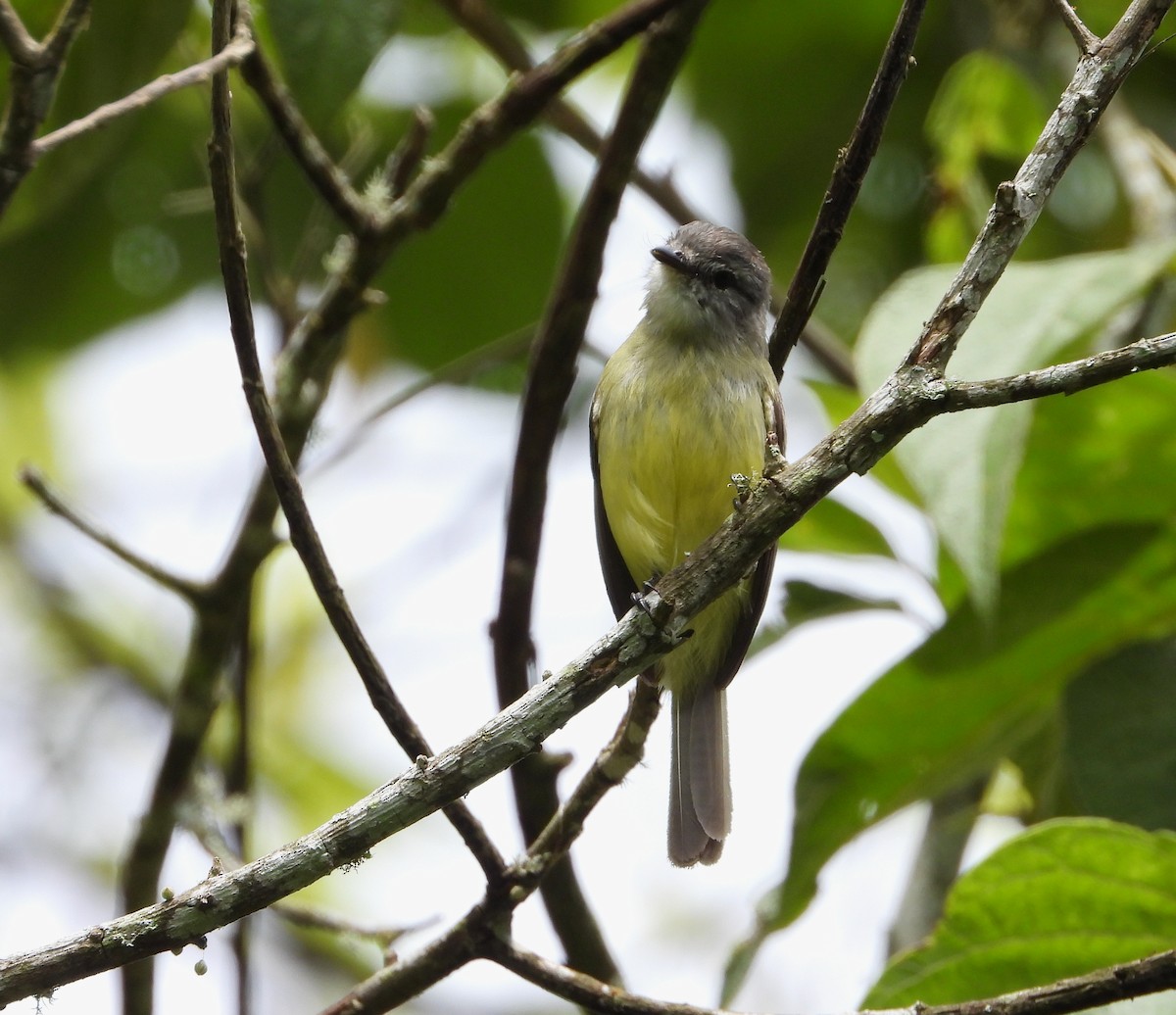 Sooty-headed Tyrannulet - ML620731844