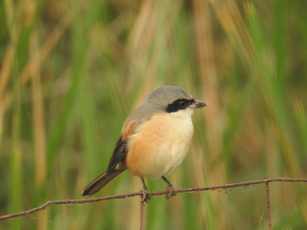 Bay-backed Shrike - ML620731846