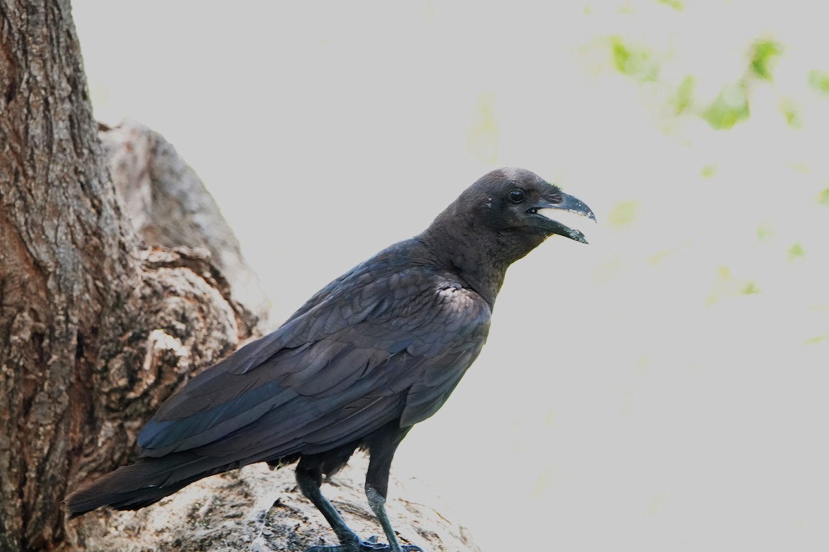 Fan-tailed Raven - Rich Wilkens