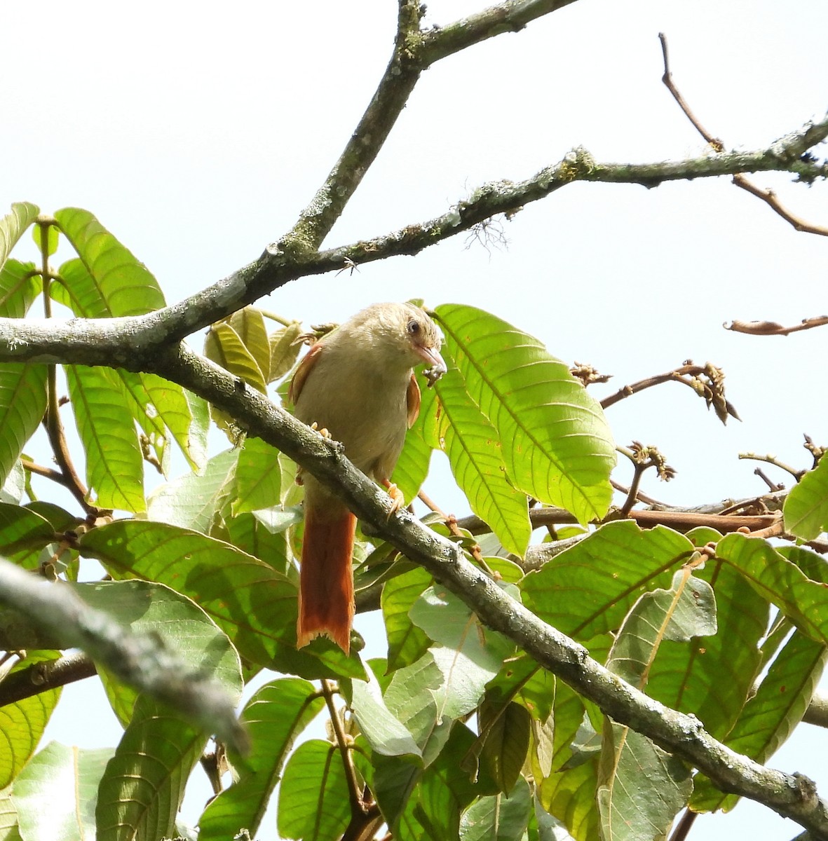 Crested Spinetail - ML620731849