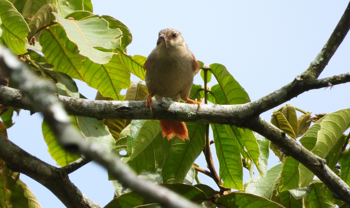 Crested Spinetail - ML620731850