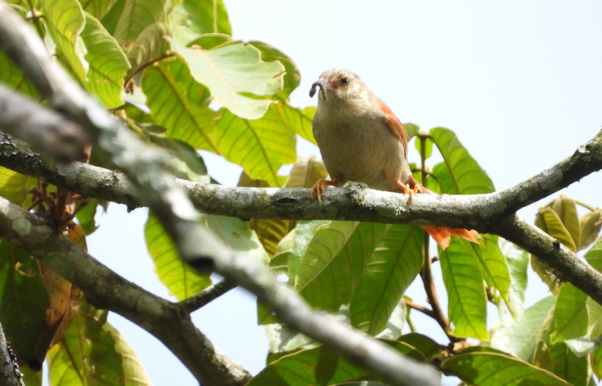 Crested Spinetail - ML620731851