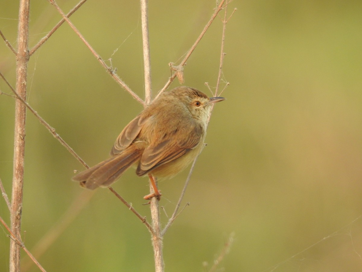 Plain Prinia - ML620731852