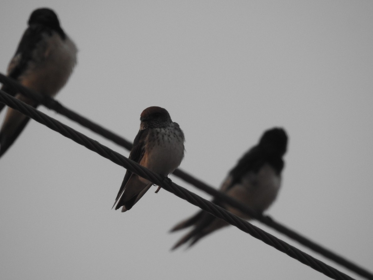 Streak-throated Swallow - ML620731857