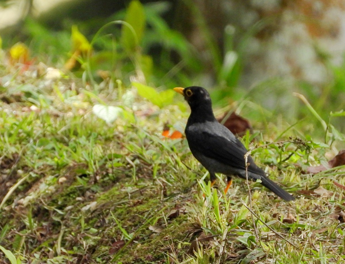 Yellow-legged Thrush - ML620731858