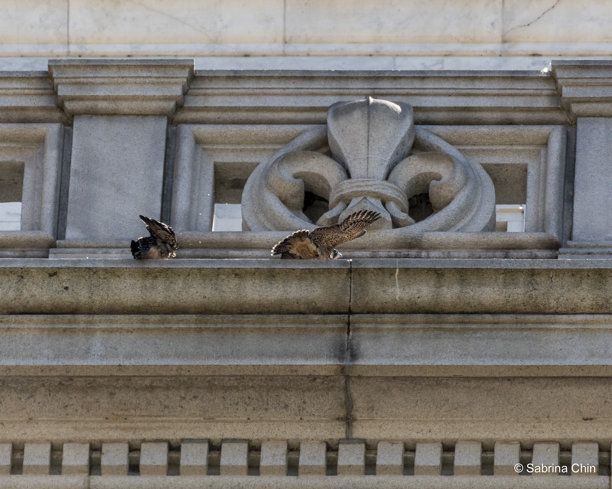 Peregrine Falcon - ML620731863