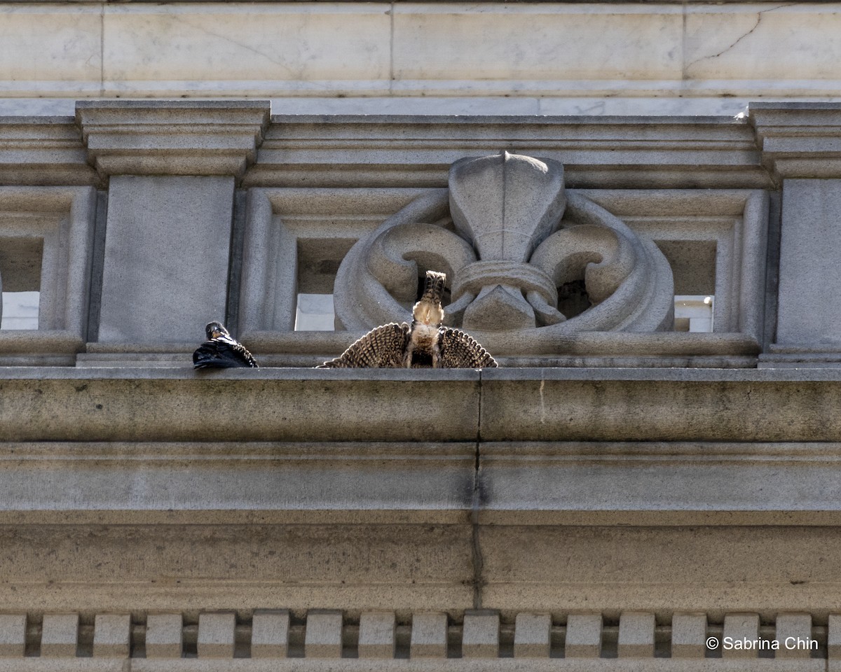 Peregrine Falcon - ML620731864