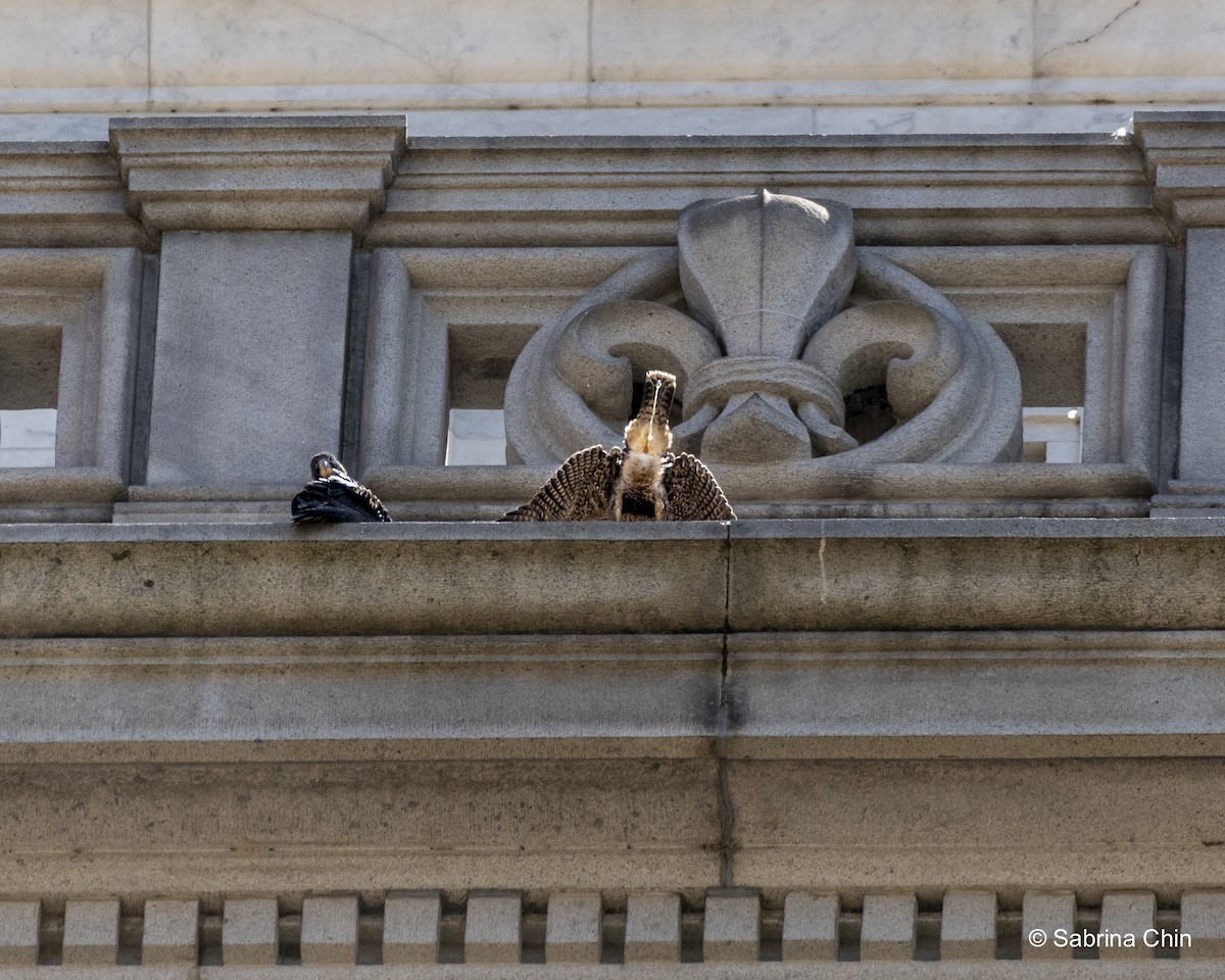 Peregrine Falcon - ML620731865