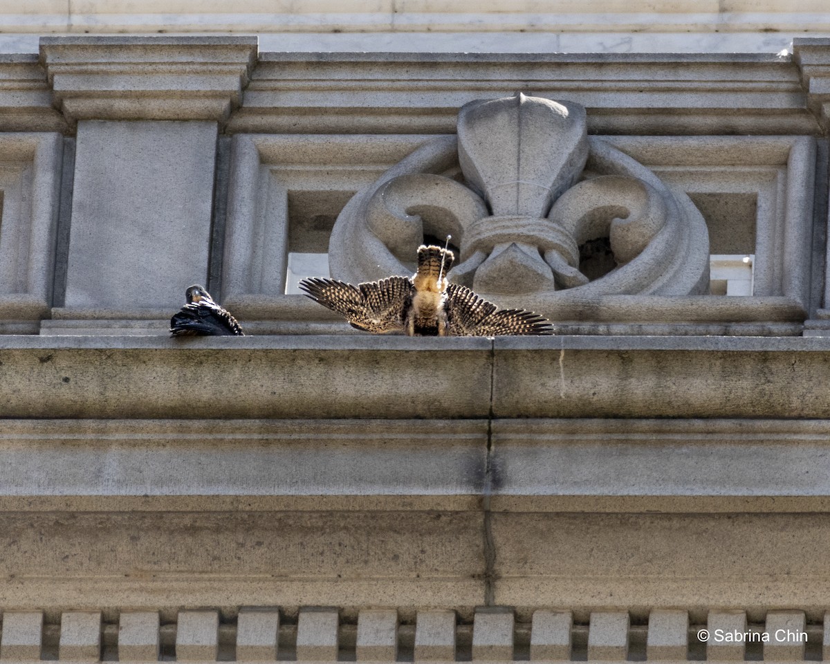 Peregrine Falcon - ML620731866