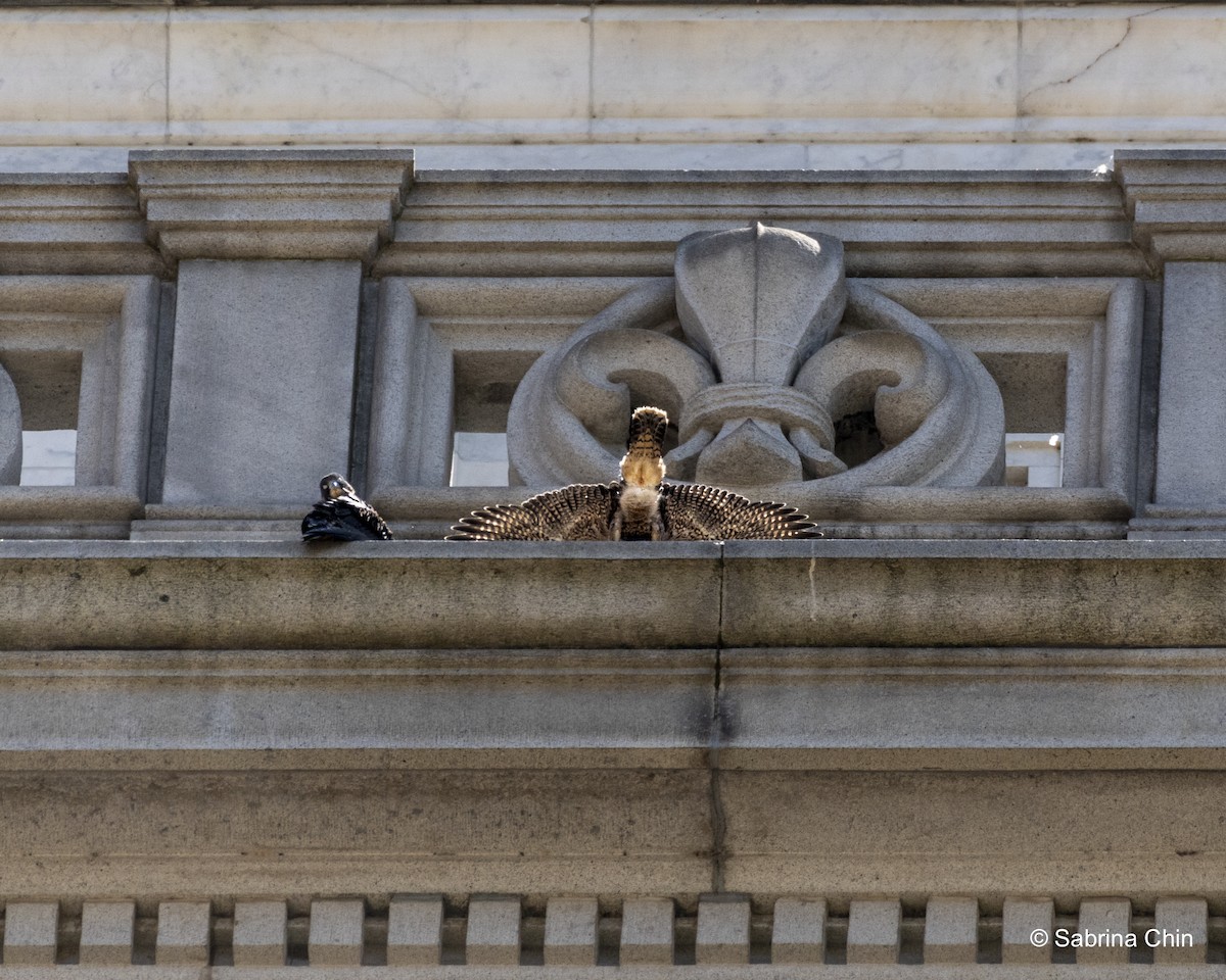 Peregrine Falcon - ML620731867