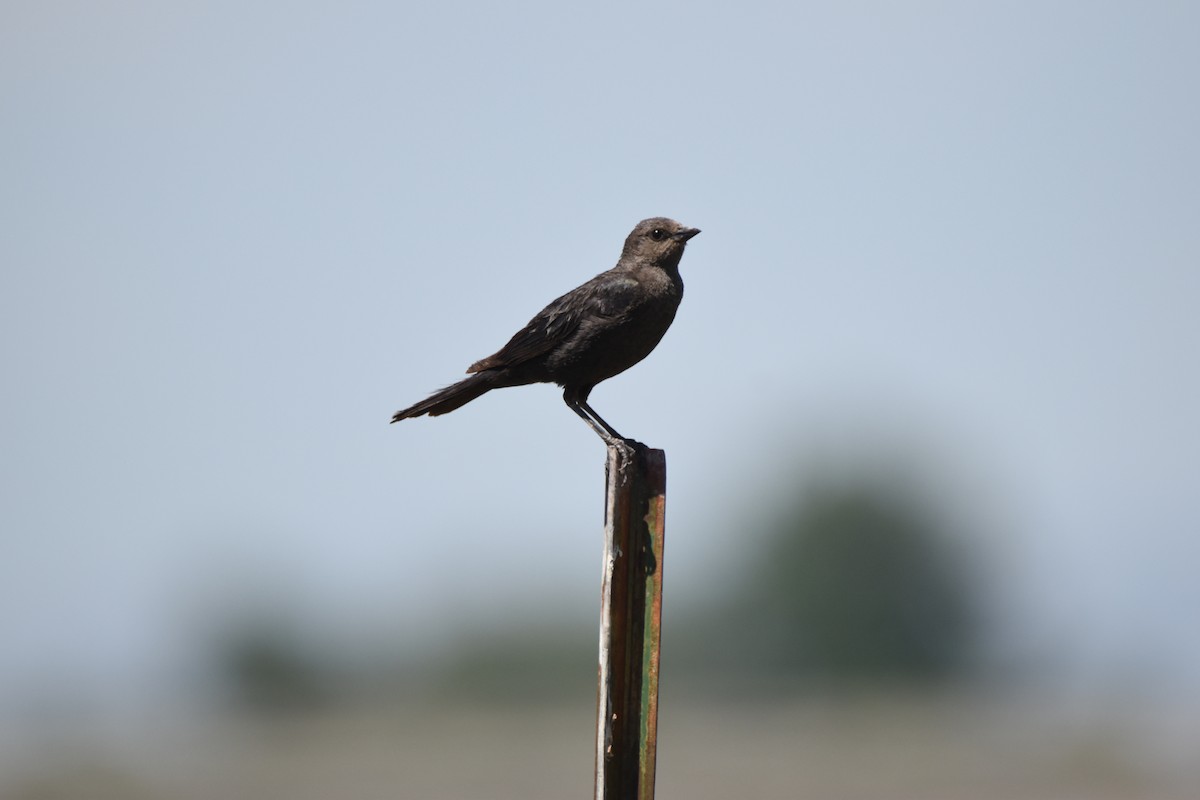 Brewer's Blackbird - ML620731870