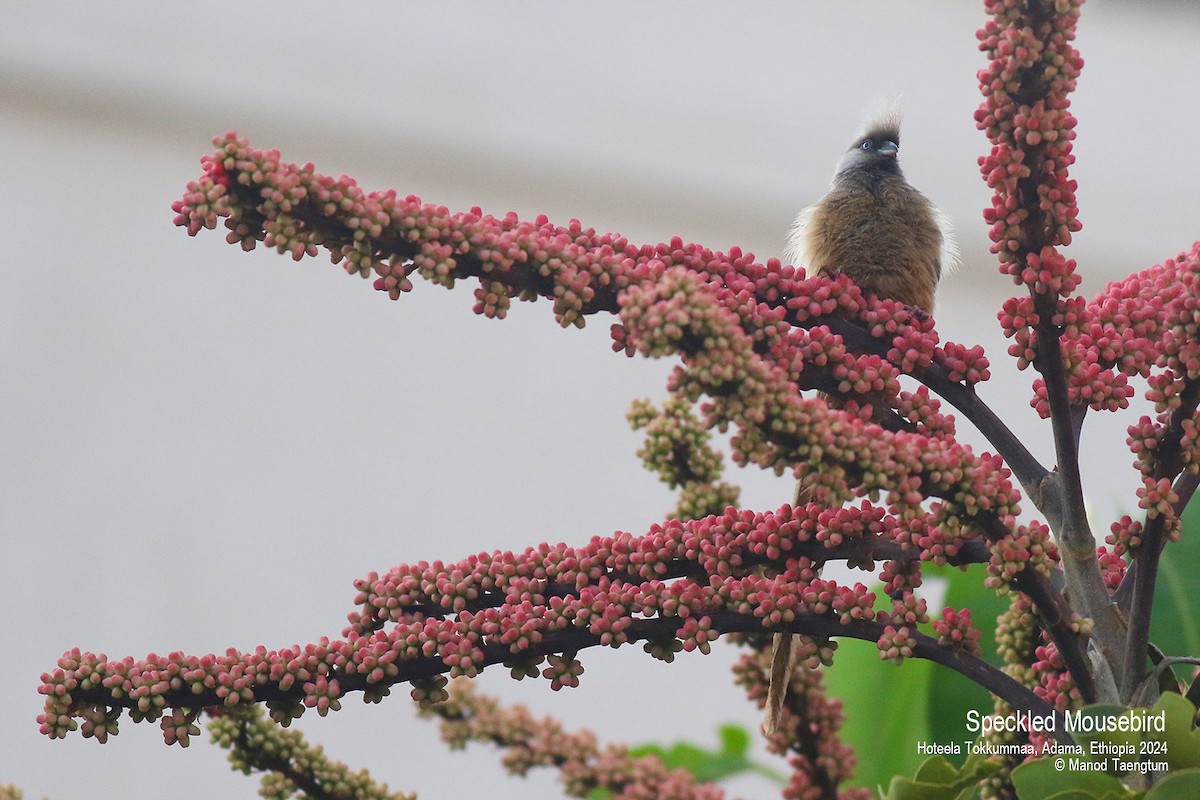 Speckled Mousebird - ML620731872