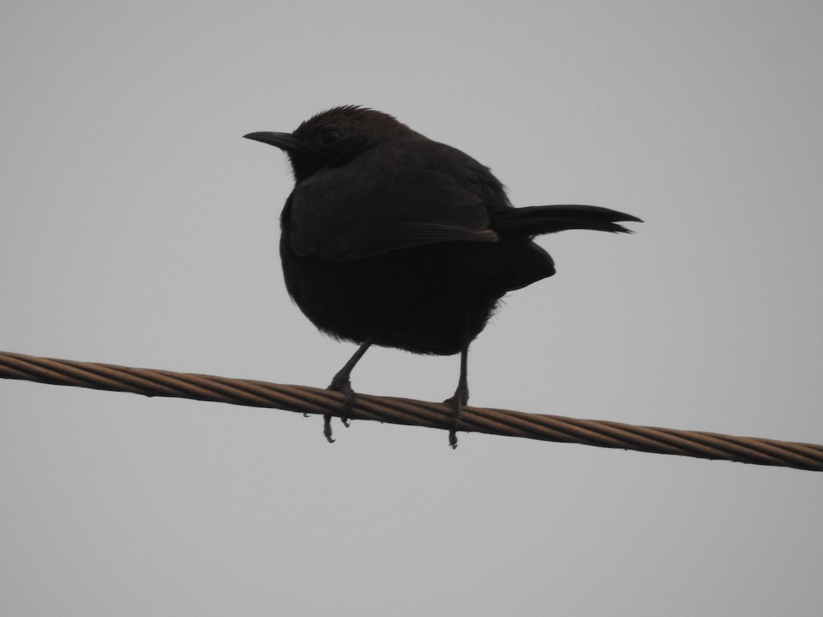 Indian Robin - ML620731874