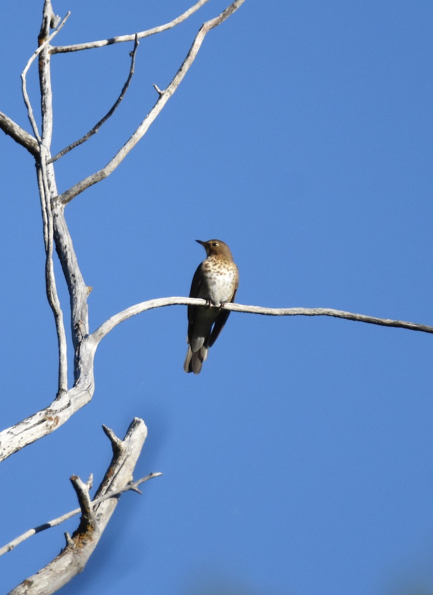 Swainson's Thrush - ML620731876