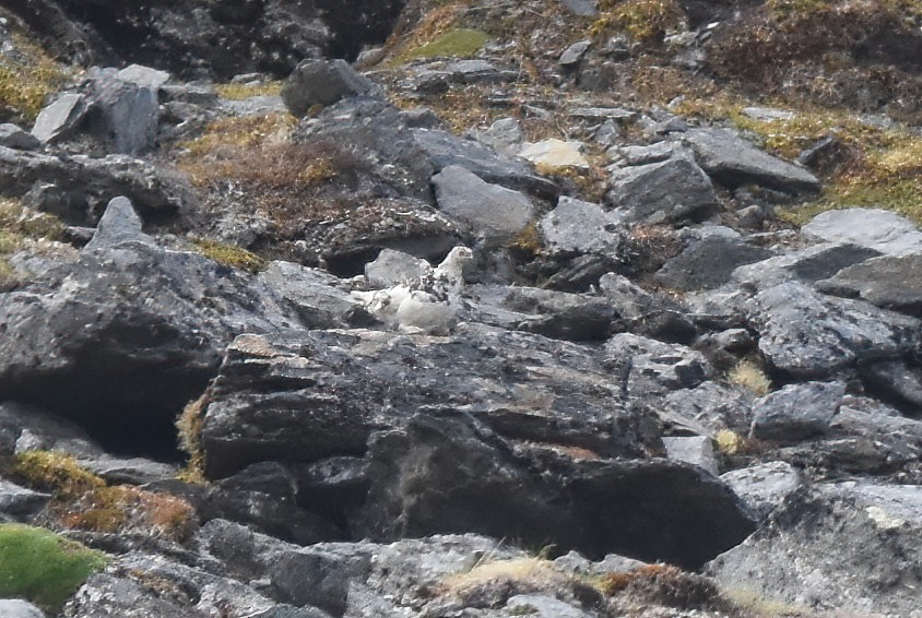 White-tailed Ptarmigan - ML620731878