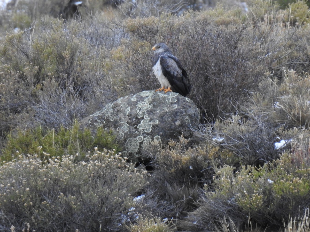 Black-chested Buzzard-Eagle - ML620731880