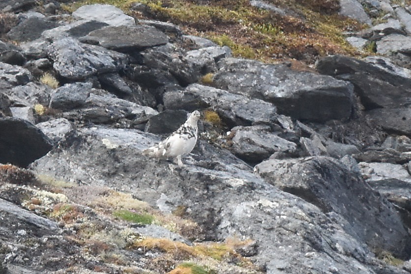 Weißschwanz-Schneehuhn - ML620731881