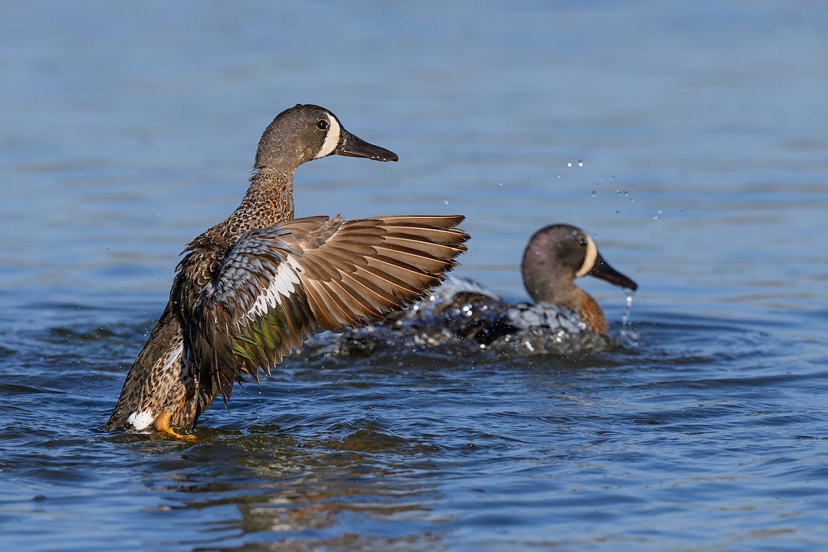 Blue-winged Teal - ML620731882