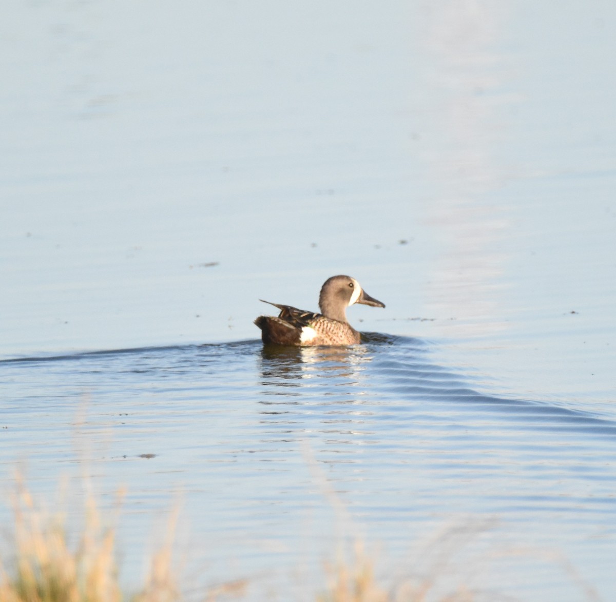 Blue-winged Teal - ML620731883
