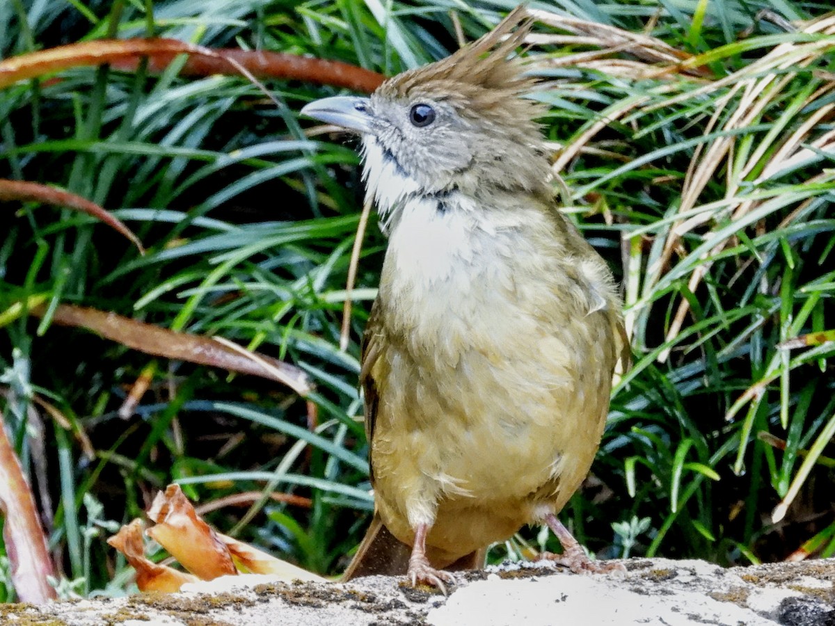 Puff-throated Bulbul - ML620731884