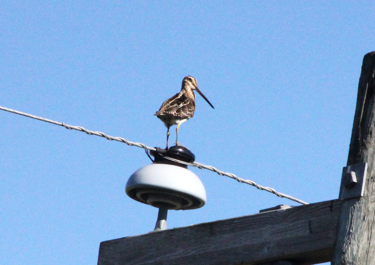 Wilson's Snipe - ML620731887