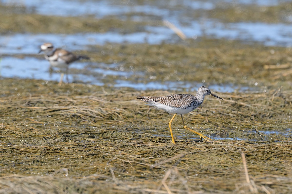 Lesser Yellowlegs - ML620731888