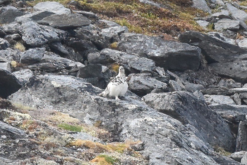 White-tailed Ptarmigan - ML620731889