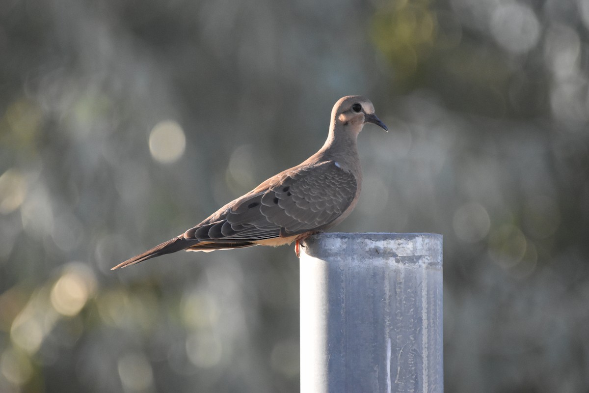 Mourning Dove - Patrick McAtee