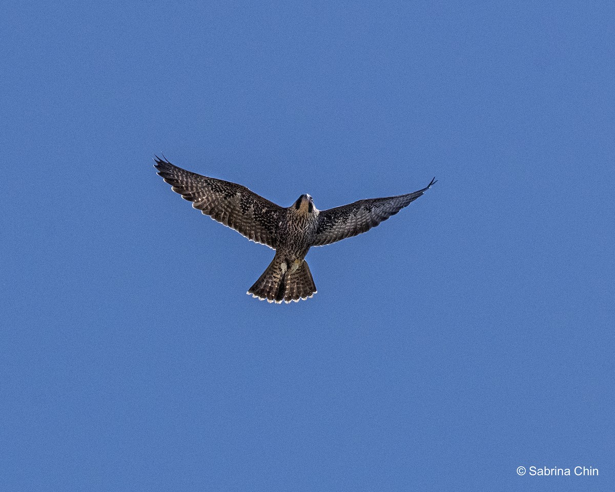 Peregrine Falcon - ML620731896