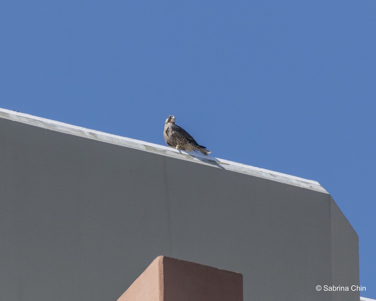 Peregrine Falcon - ML620731899