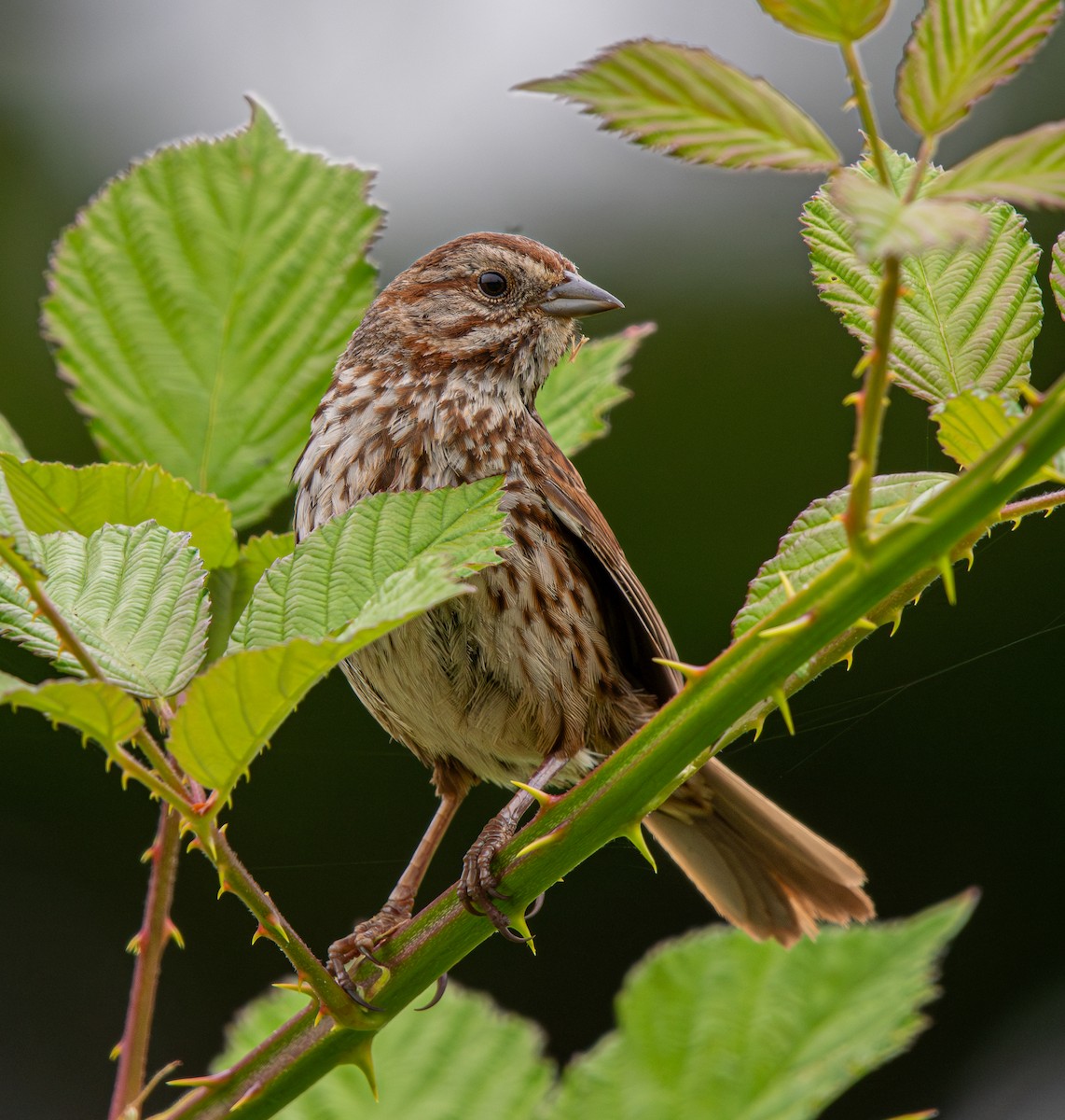 Song Sparrow - ML620731905