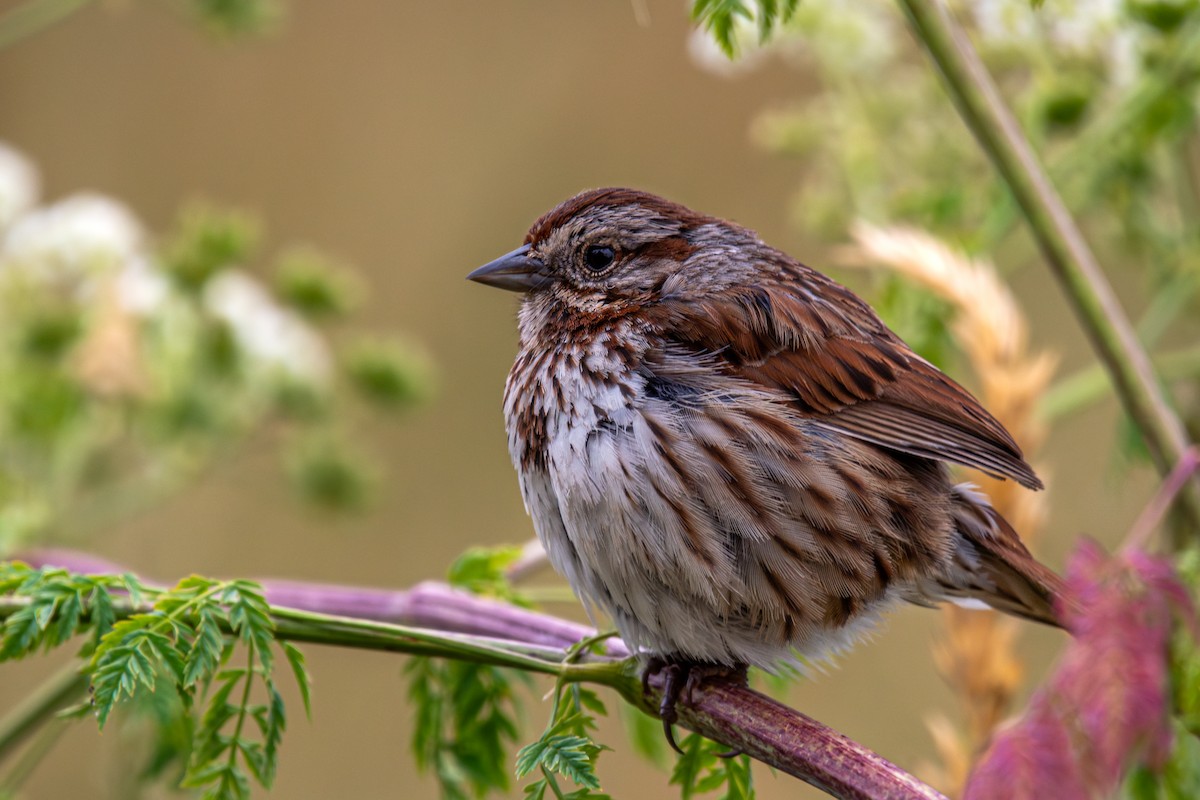 Song Sparrow - ML620731906