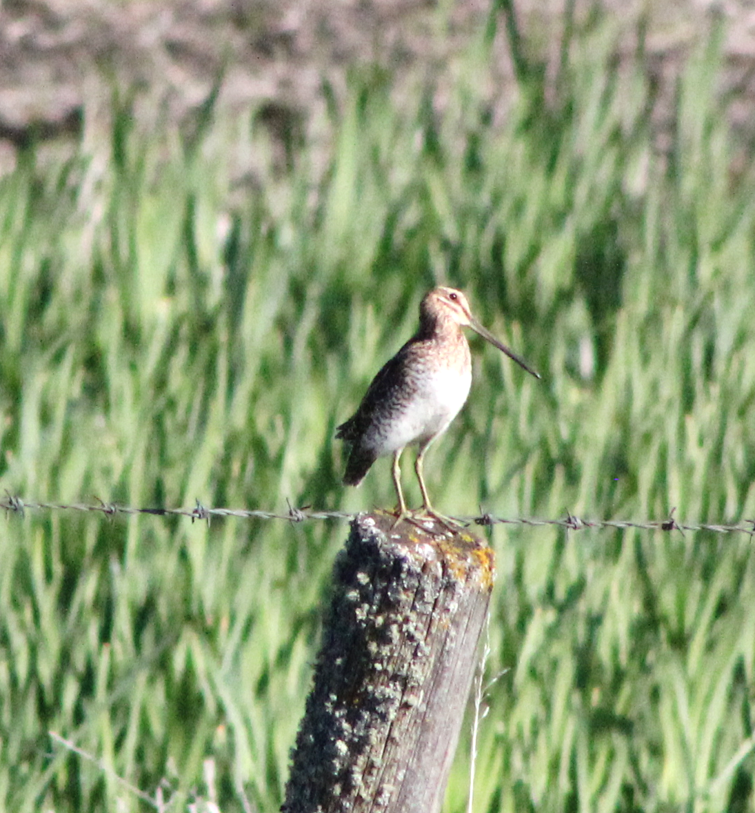 Wilson's Snipe - ML620731907