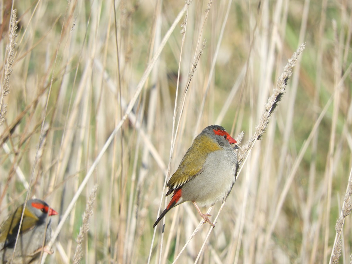 Red-browed Firetail - ML620731908