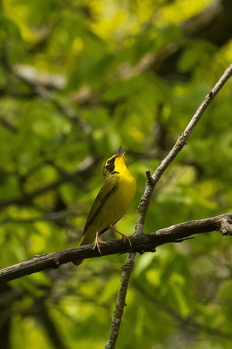 Kentucky Warbler - Paul Roisen