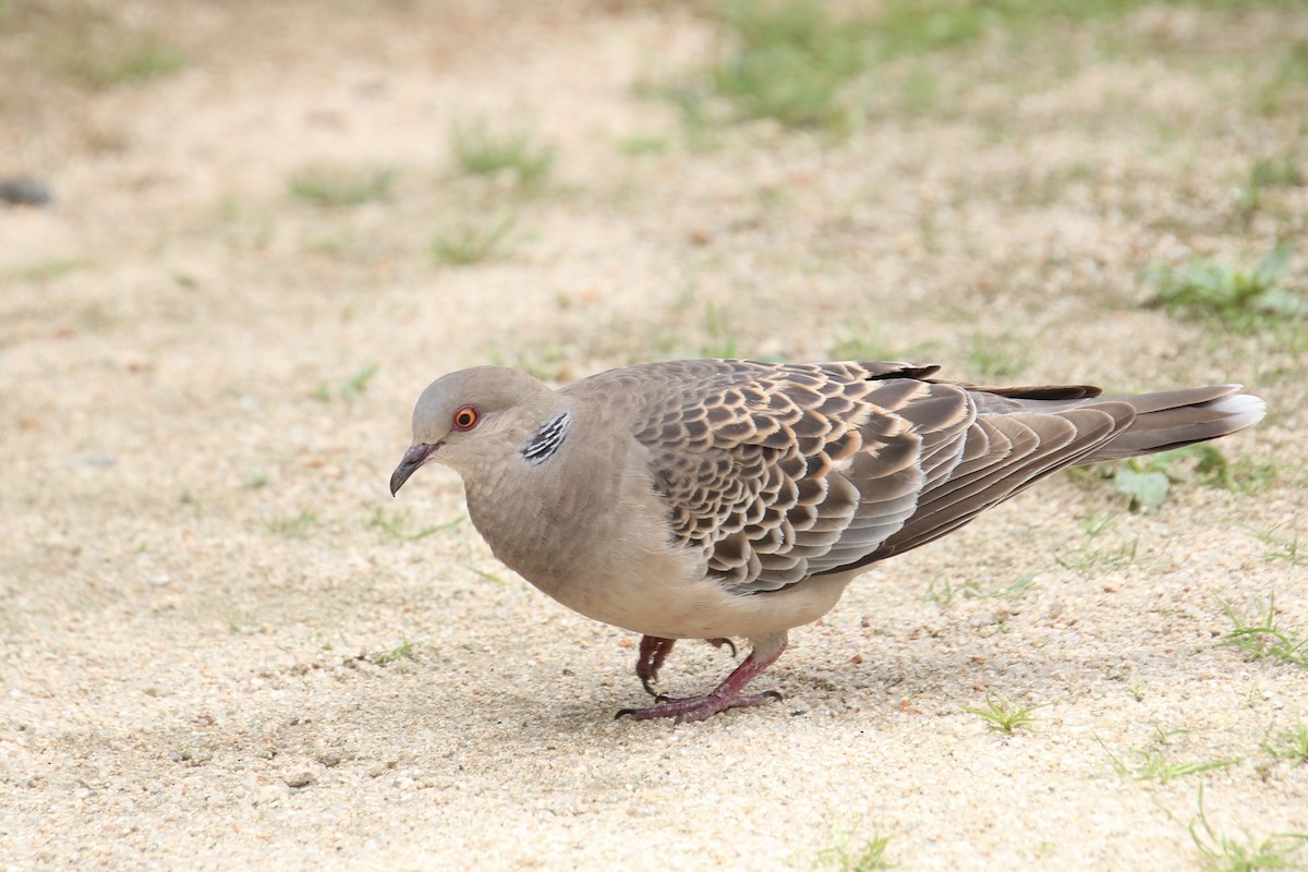 Oriental Turtle-Dove - ML620731921