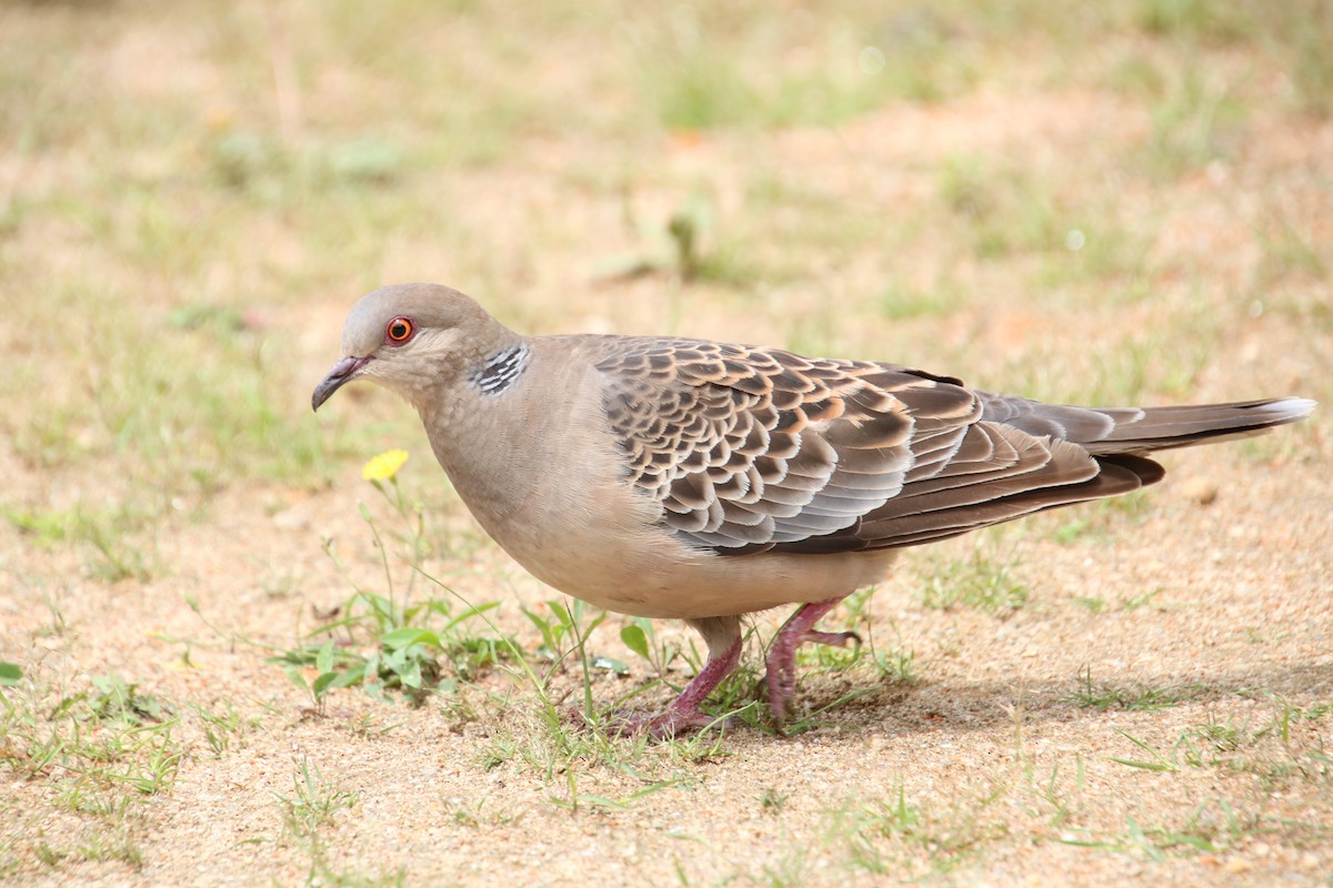 Oriental Turtle-Dove - ML620731922