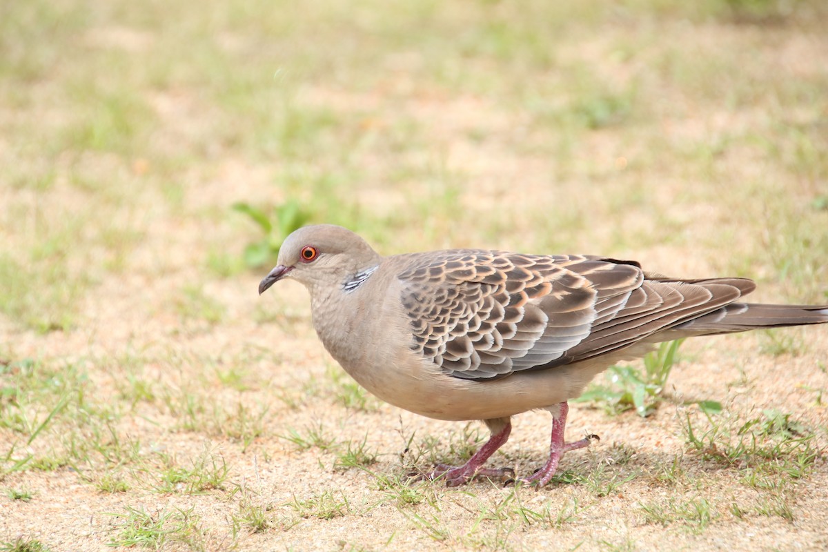 Oriental Turtle-Dove - ML620731923