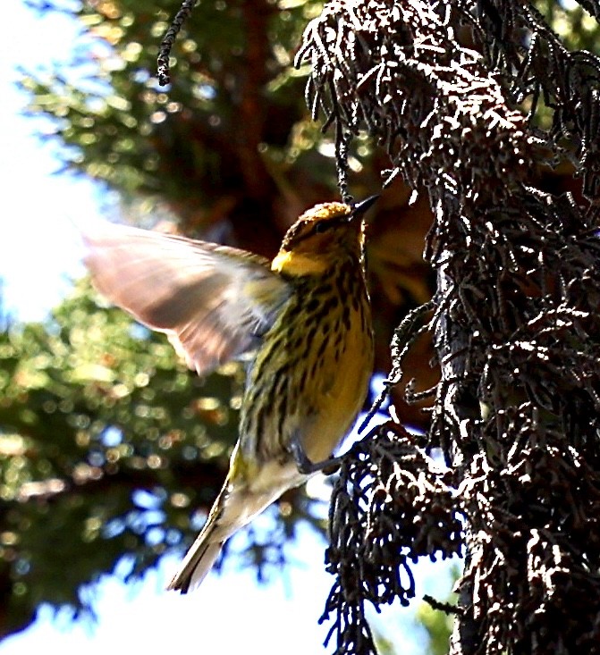 Cape May Warbler - ML620731942