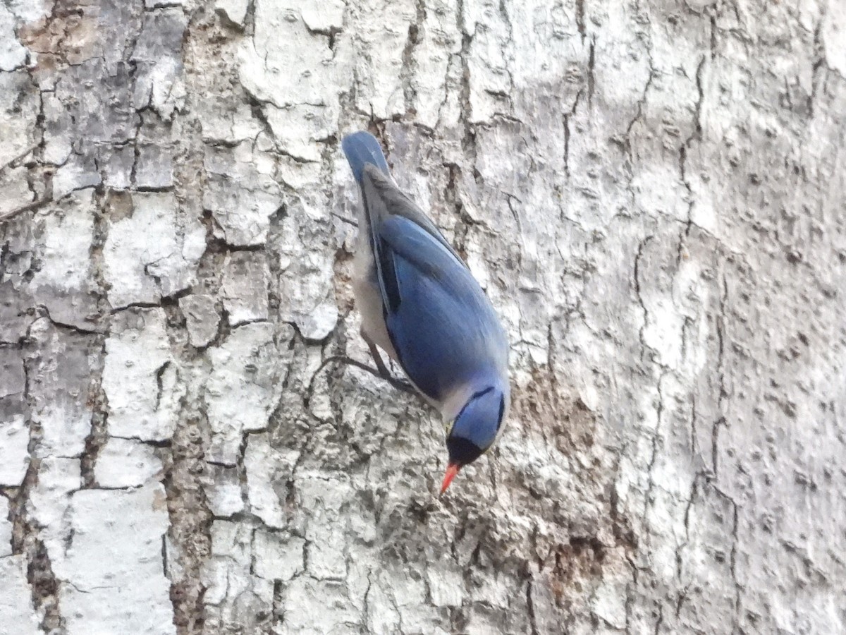 Velvet-fronted Nuthatch - Warren Regelmann