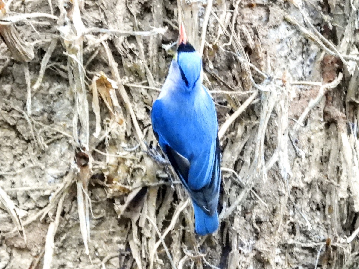 Velvet-fronted Nuthatch - ML620731945