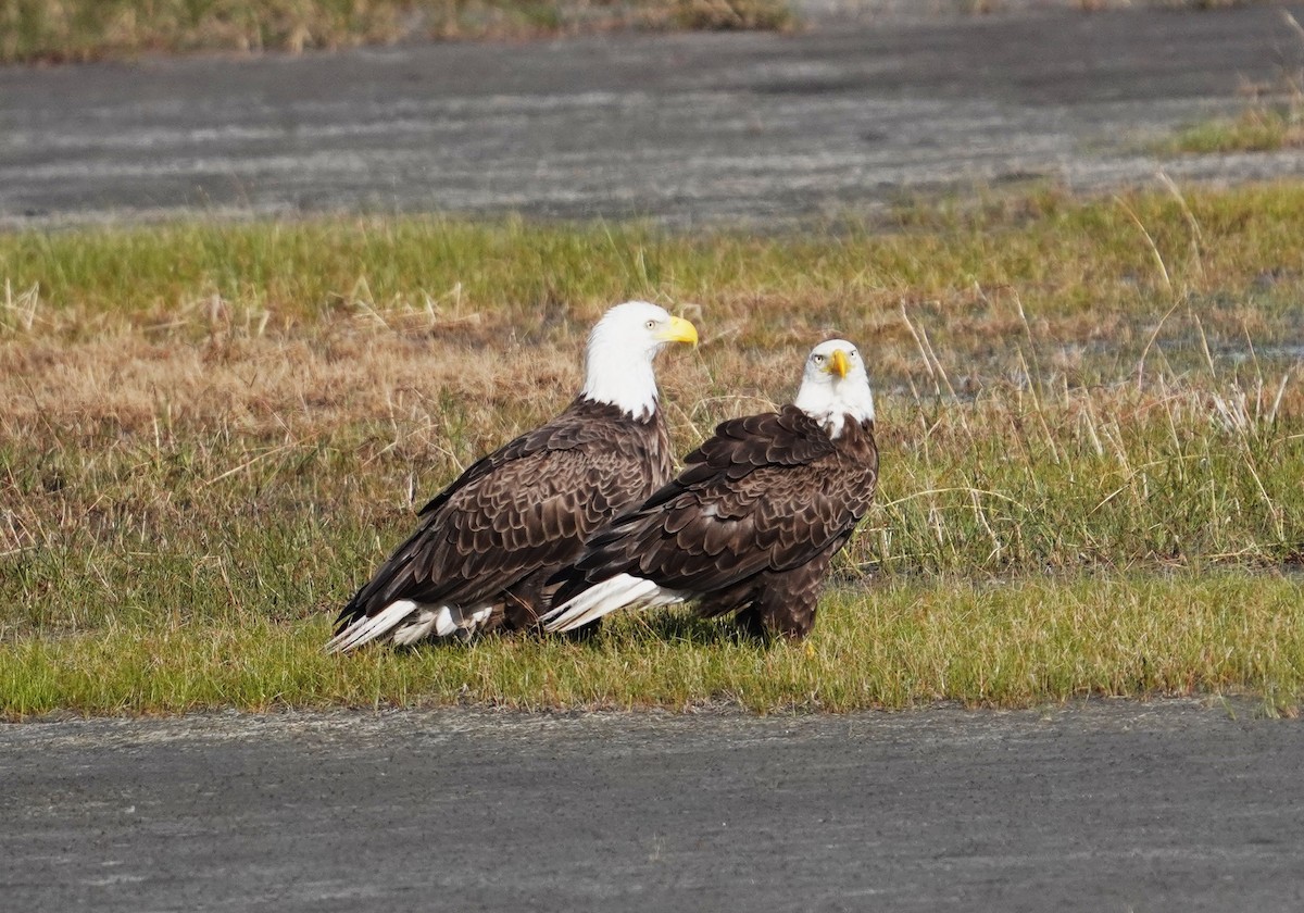 Bald Eagle - ML620731949