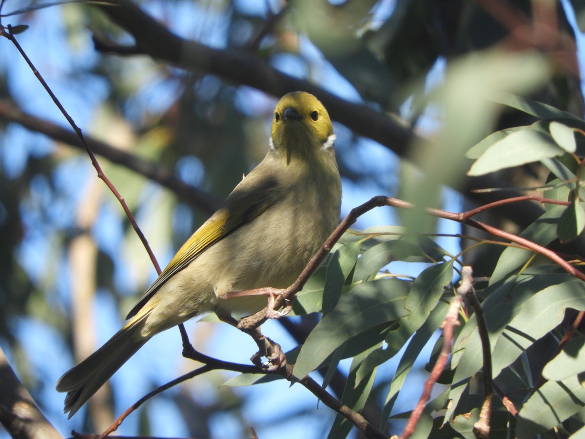 White-plumed Honeyeater - ML620731950