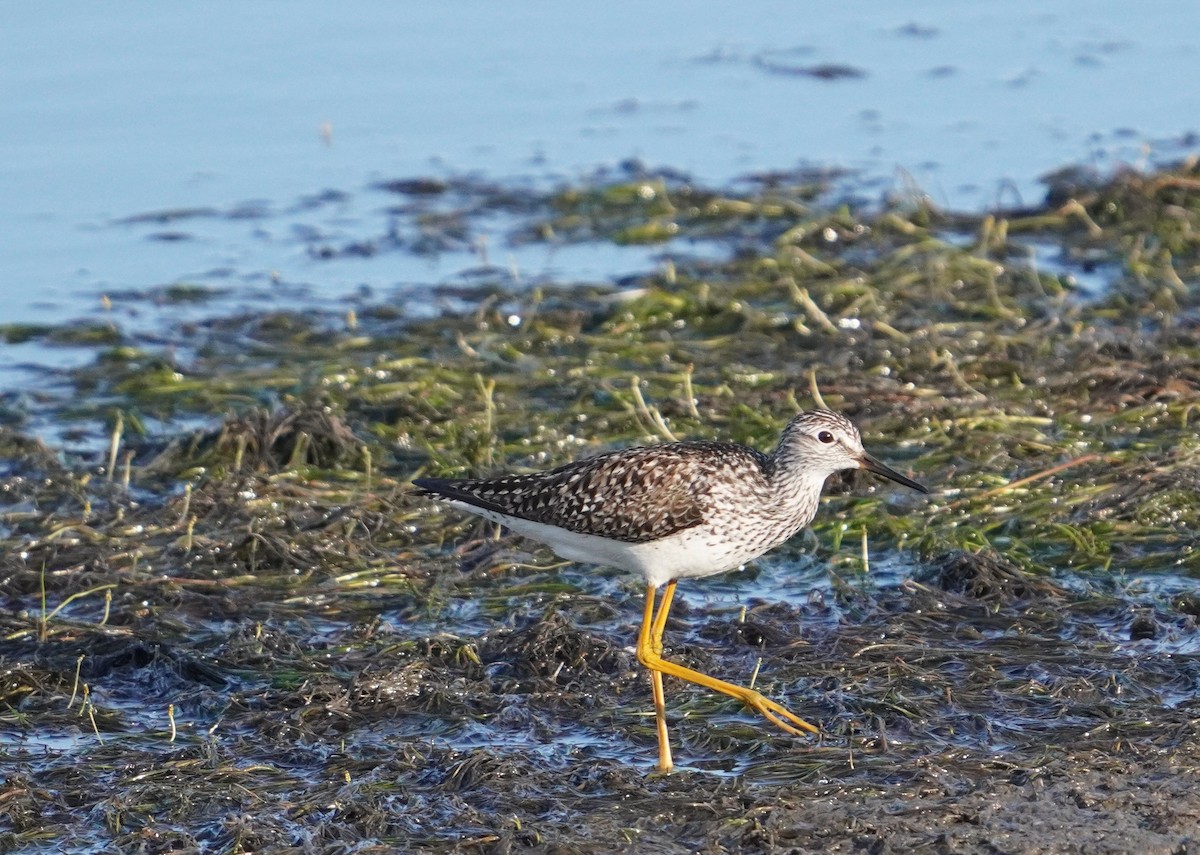 Greater Yellowlegs - ML620731951