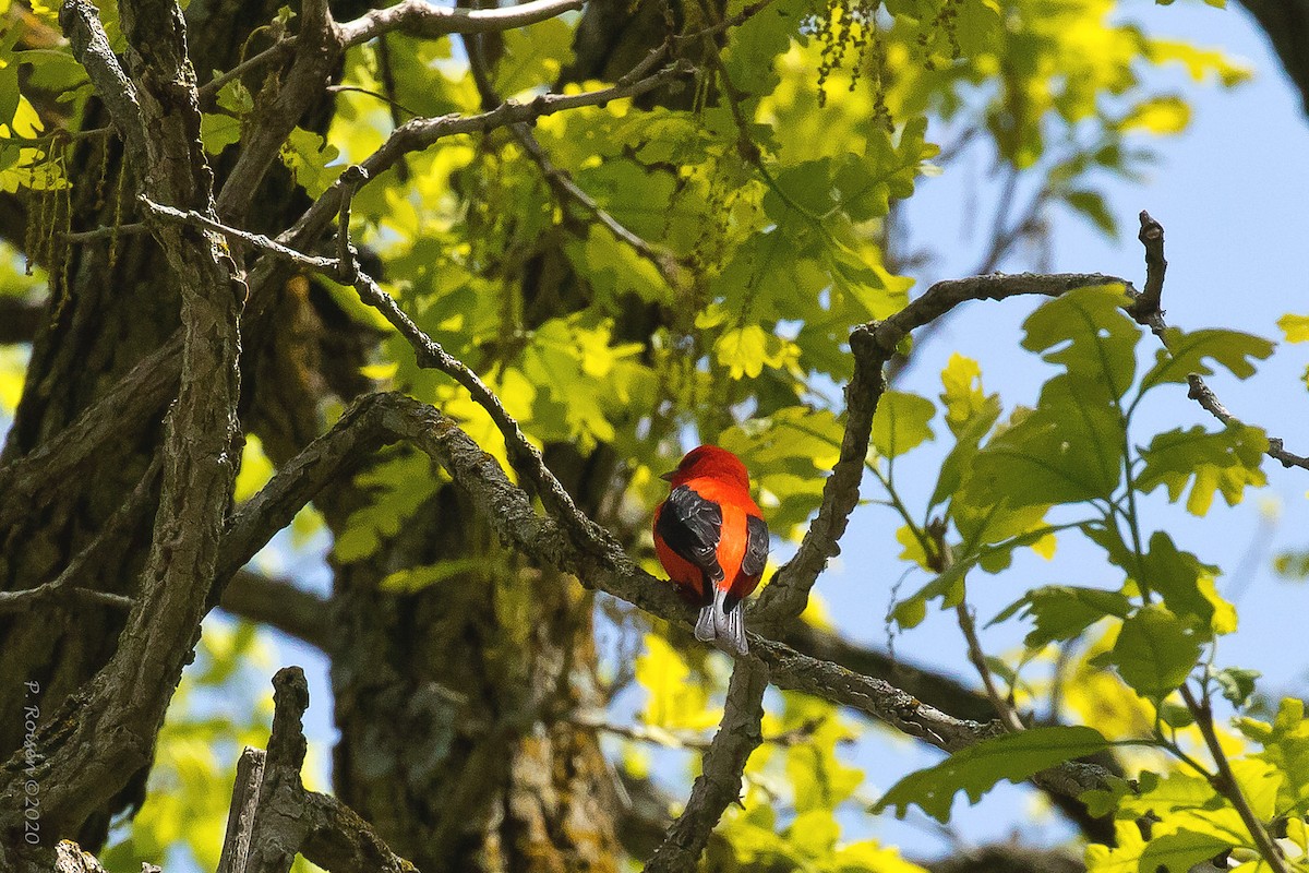 Scarlet Tanager - ML620731953