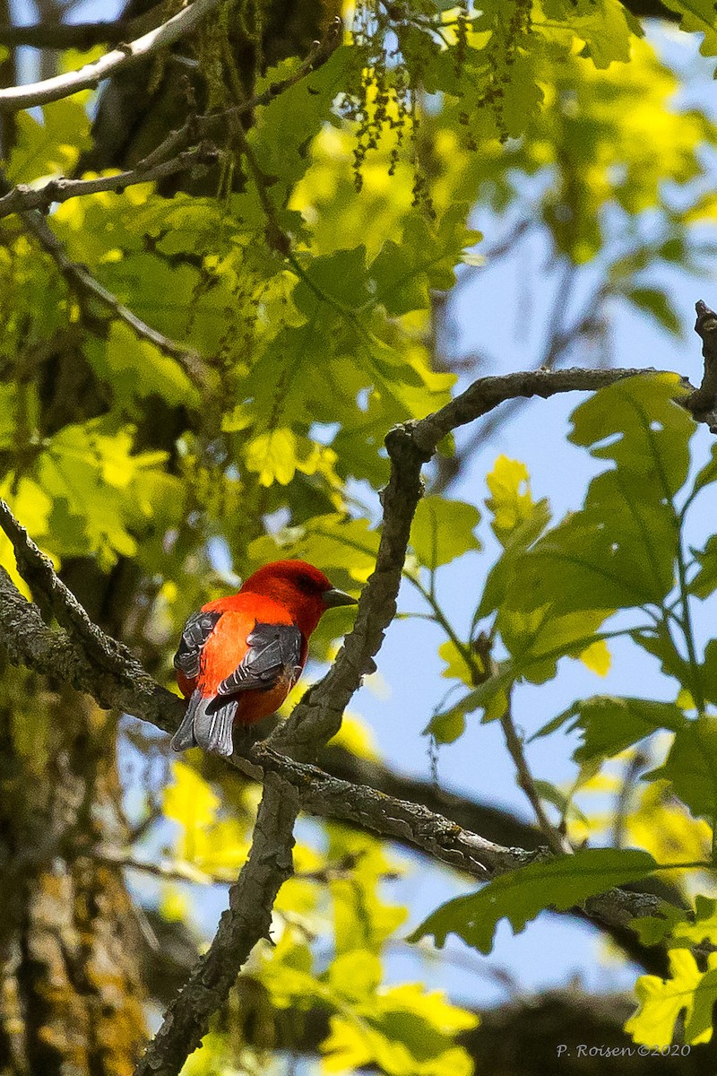 アカフウキンチョウ - ML620731954