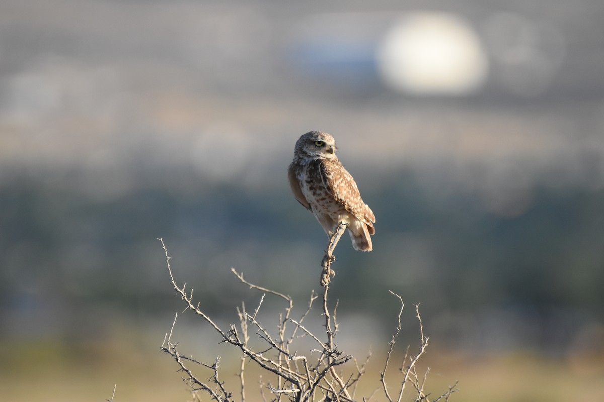 Burrowing Owl (Western) - ML620731956
