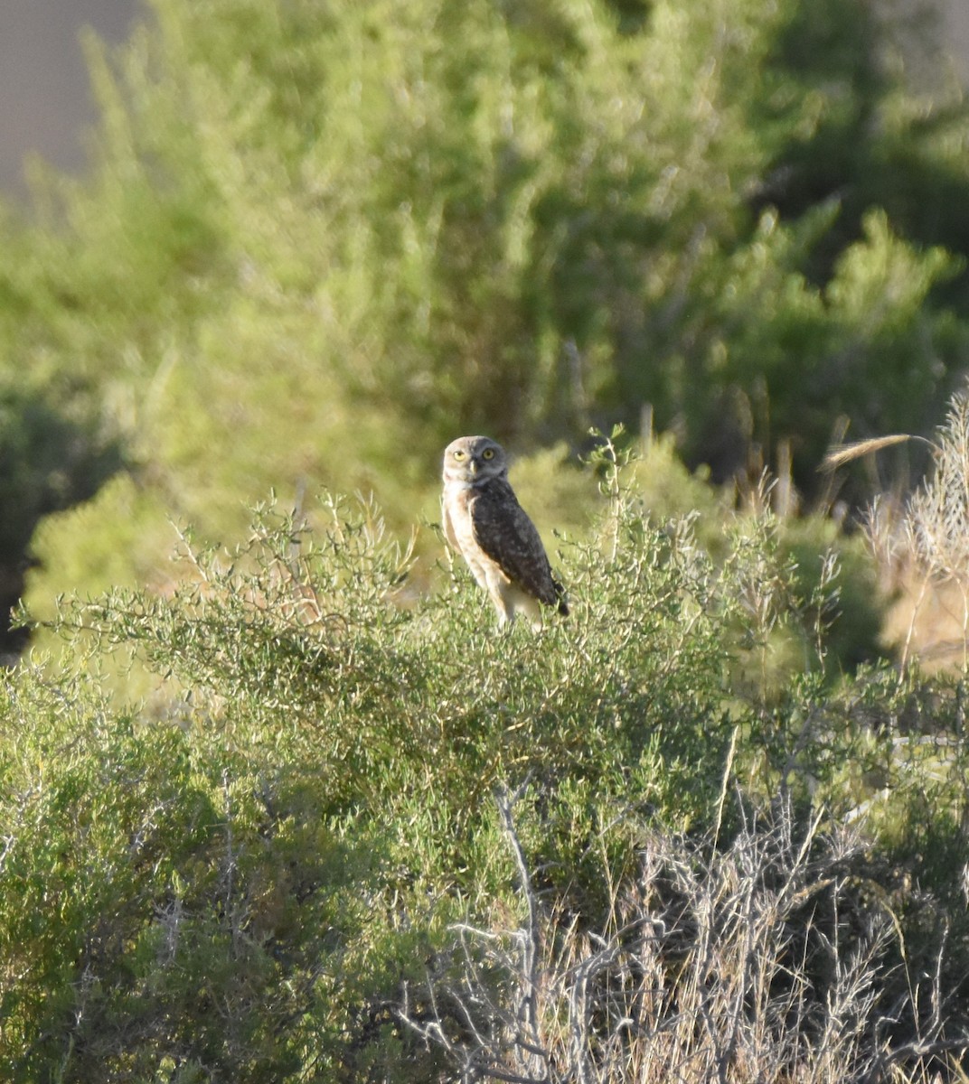 Burrowing Owl (Western) - ML620731957